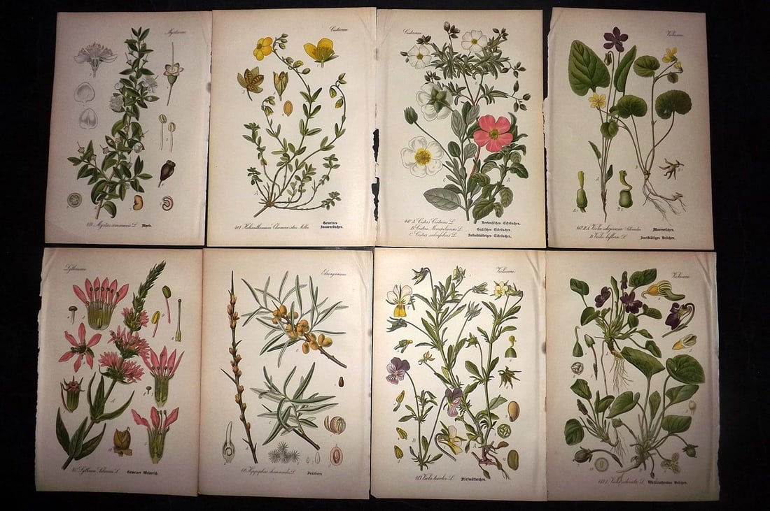 Thome, Otto 1903 Lot of 8 Antique Botanical Prints: Chromolithograph Published 1903-05, Verlag, Germany for "Flora von Deutschland, Osterreich und der Schweiz" by Otto Wilhelm Thome et al. Paper Size: 8.5 x 6 inch (22 x 15cm) Good Condition
