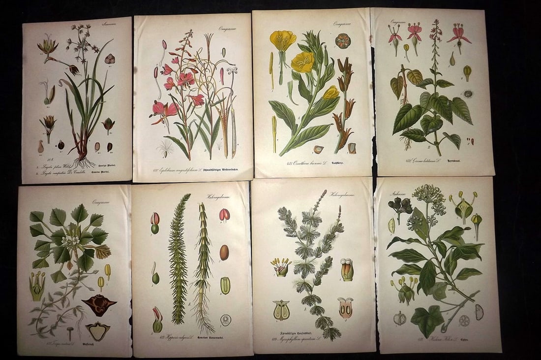 Thome, Otto 1903 Lot of 8 Antique Botanical Prints: Chromolithograph Published 1903-05, Verlag, Germany for "Flora von Deutschland, Osterreich und der Schweiz" by Otto Wilhelm Thome et al. Paper Size: 8.5 x 6 inch (22 x 15cm) Good Condition