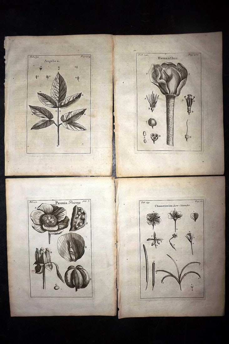Tournefort,  Joseph Pitton de 1730 Lot of 4 Botanical Prints (1 of 2)