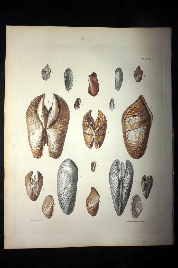 Brown, Captain 1827 Folio Hand Col Shell Print 09: Folio Steel Engraving/Etching Published 1827, London for Illustrations of the Conchology of Great Britain and Ireland" by Captain Thomas Brown. Engraved by W. H. and D. Lizars. Fine hand colour as iss