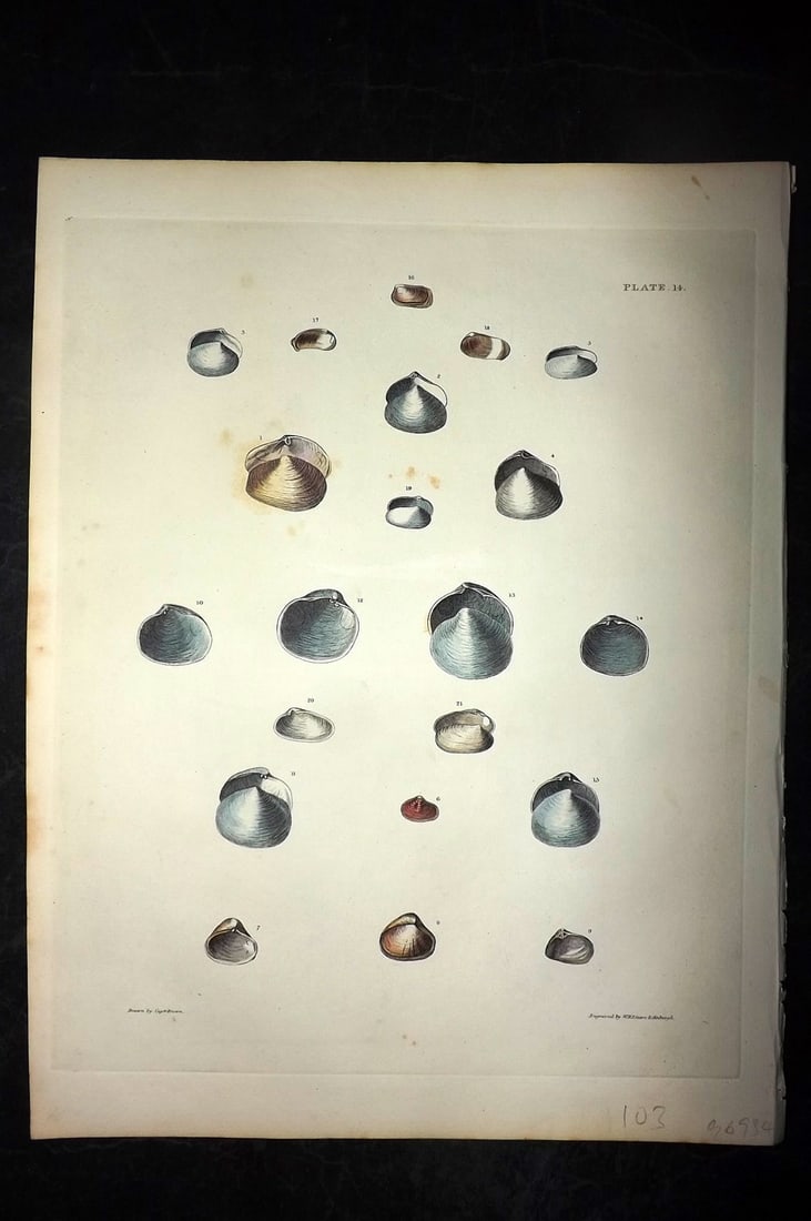 Brown, Captain 1827 Folio Hand Col Shell Print 14: Folio Steel Engraving/Etching Published 1827, London for Illustrations of the Conchology of Great Britain and Ireland" by Captain Thomas Brown. Engraved by W. H. and D. Lizars. Fine hand colour as iss