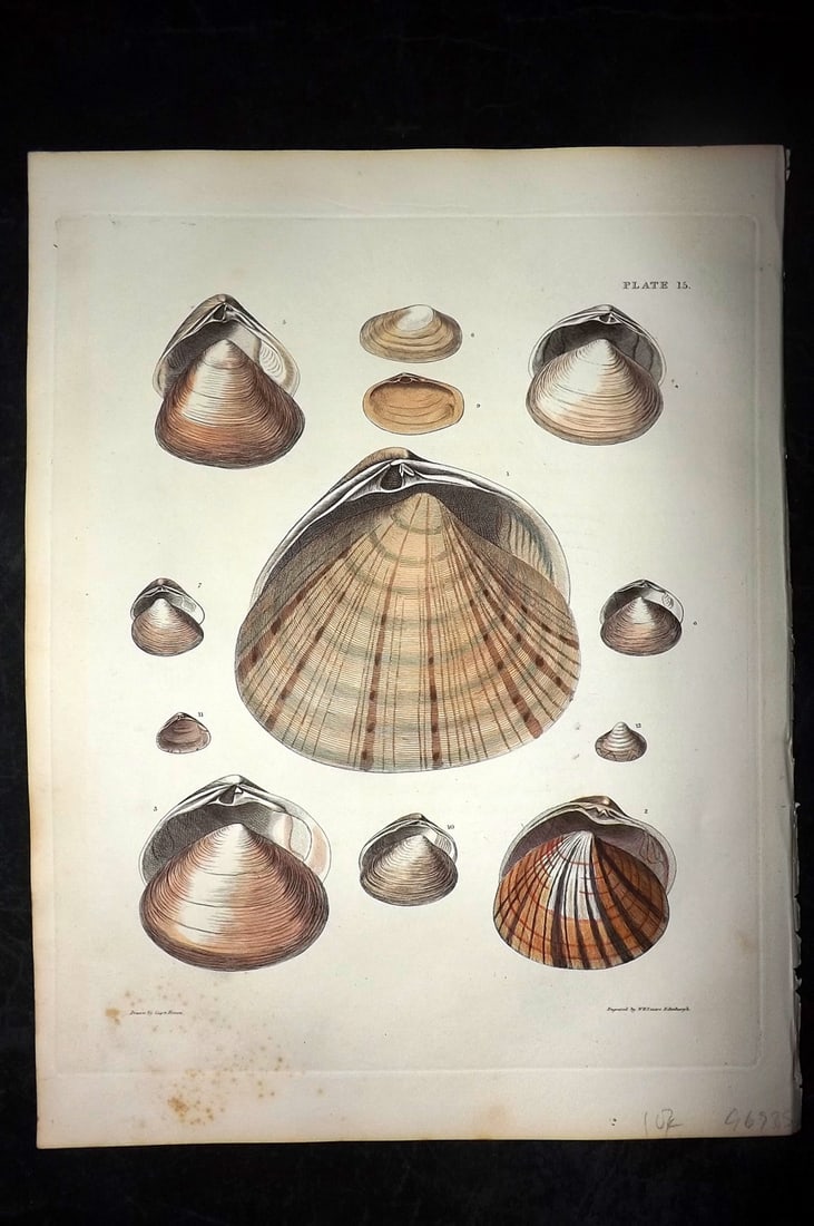 Brown, Captain 1827 Folio Hand Col Shell Print 15 (1 of 2)