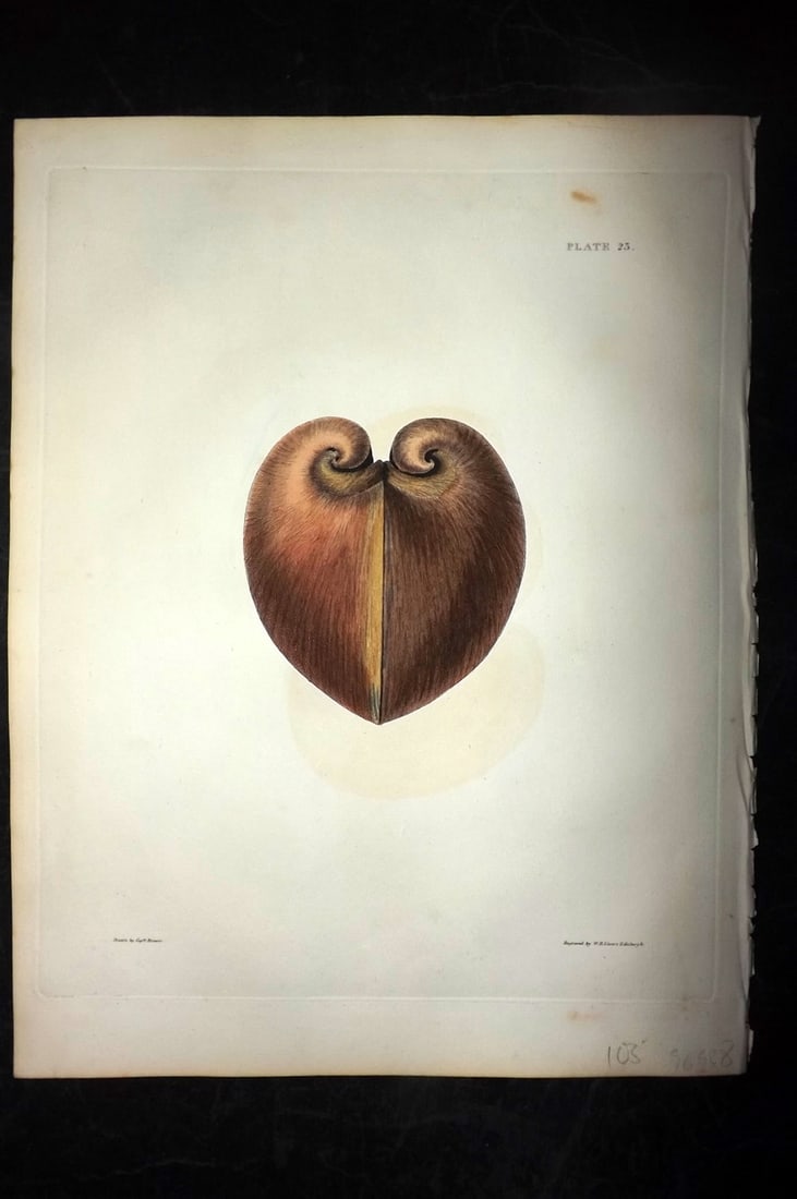 Brown, Captain 1827 Folio Hand Col Shell Print 23 (1 of 2)