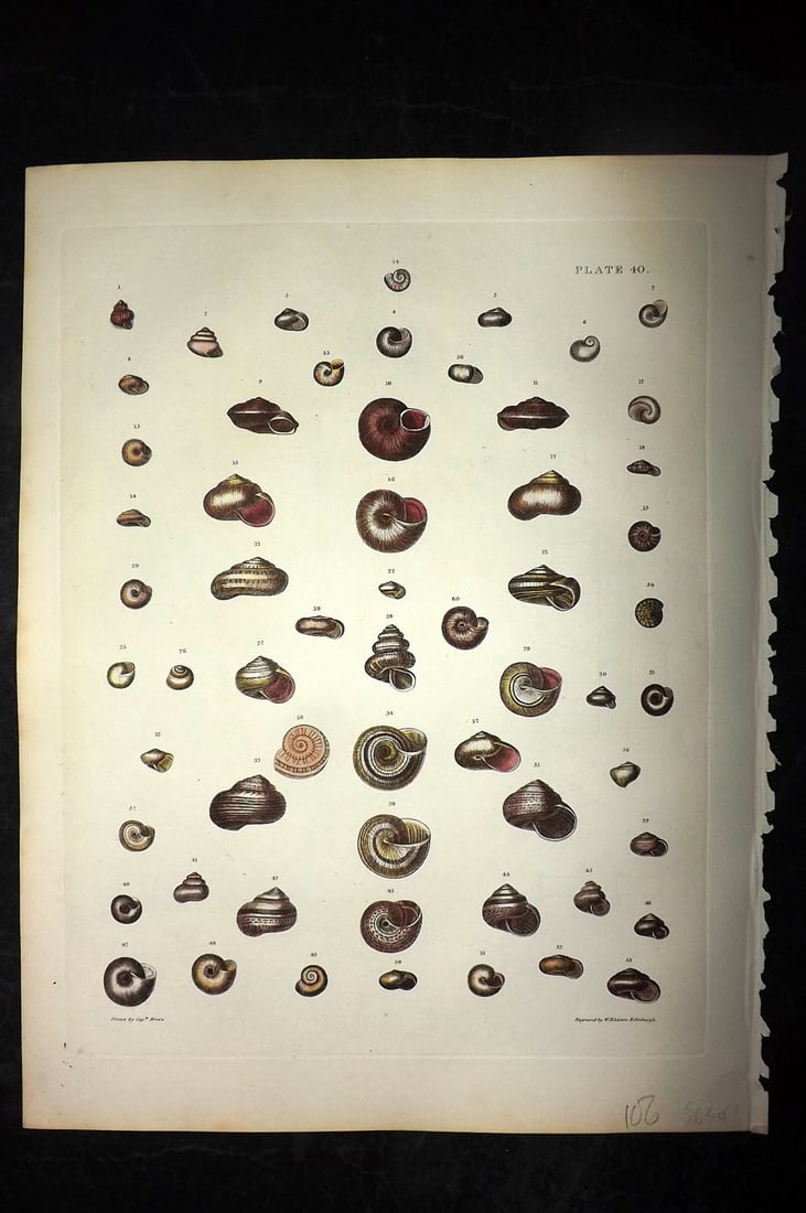 Brown, Captain 1827 Folio Hand Col Shell Print 40: Folio Steel Engraving/Etching Published 1827, London for Illustrations of the Conchology of Great Britain and Ireland" by Captain Thomas Brown. Engraved by W. H. and D. Lizars. Fine hand colour as iss