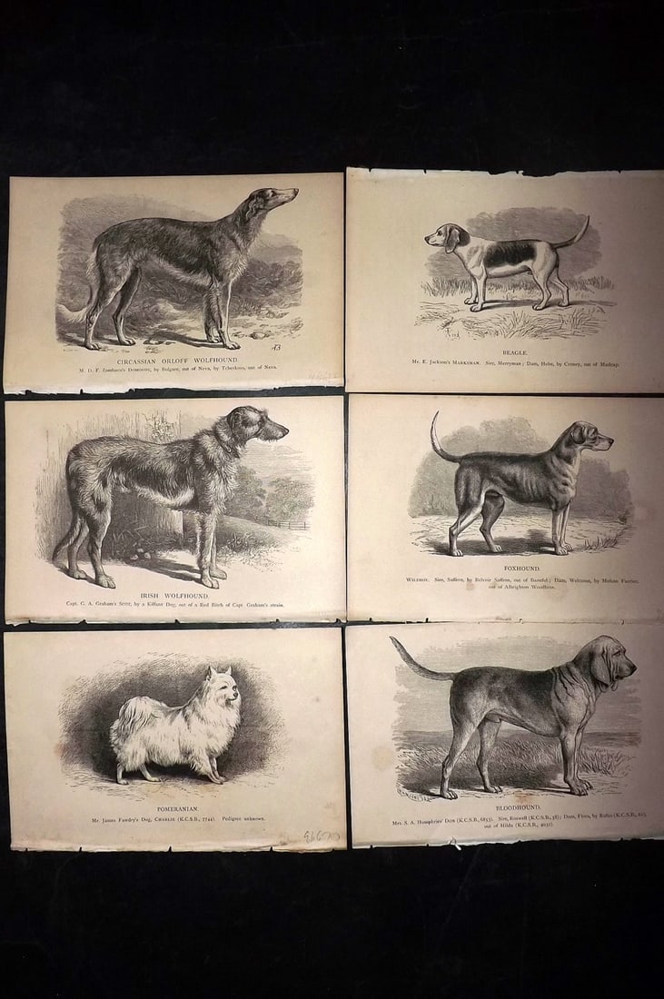 Dalziel, Hugh 1880's Lot of 6 Antique Dog Prints: Wood Engravings (Reverse side blank) Published 1880's, London for "British Dogs..." by Hugh Dalziel. Reverse side blank. Paper Size: 8 x 5 inch (21 x 13cm) Minor margin toning in parts, otherwise fine