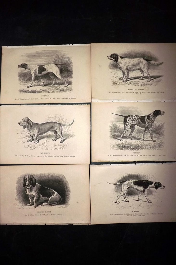 Dalziel, Hugh 1880's Lot of 6 Antique Dog Prints: Wood Engravings (Reverse side blank) Published 1880's, London for "British Dogs..." by Hugh Dalziel. Reverse side blank. Paper Size: 8 x 5 inch (21 x 13cm) Minor margin toning in parts, otherwise fine