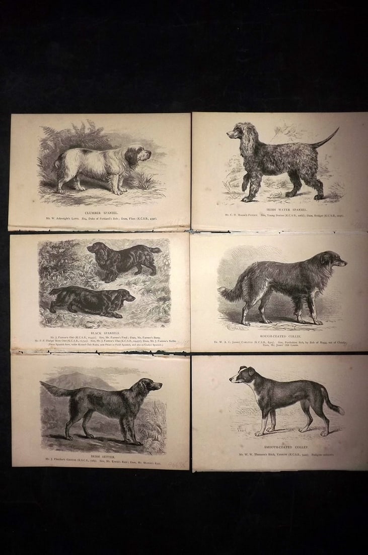 Dalziel, Hugh 1880's Lot of 6 Antique Dog Prints: Wood Engravings (Reverse side blank) Published 1880's, London for "British Dogs..." by Hugh Dalziel. Reverse side blank. Paper Size: 8 x 5 inch (21 x 13cm) Minor margin toning in parts, otherwise fine