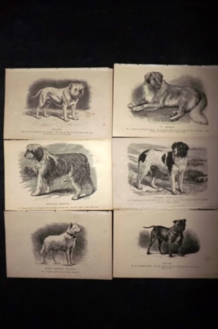 Dalziel, Hugh 1880's Lot of 6 Antique Dog Prints: Wood Engravings (Reverse side blank) Published 1880's, London for "British Dogs..." by Hugh Dalziel. Reverse side blank. Paper Size: 8 x 5 inch (21 x 13cm) Minor margin toning in parts, otherwise fine