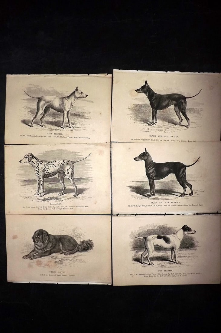 Dalziel, Hugh 1880's Lot of 6 Antique Dog Prints: Wood Engravings (Reverse side blank) Published 1880's, London for "British Dogs..." by Hugh Dalziel. Reverse side blank. Paper Size: 8 x 5 inch (21 x 13cm) Minor margin toning in parts, otherwise fine