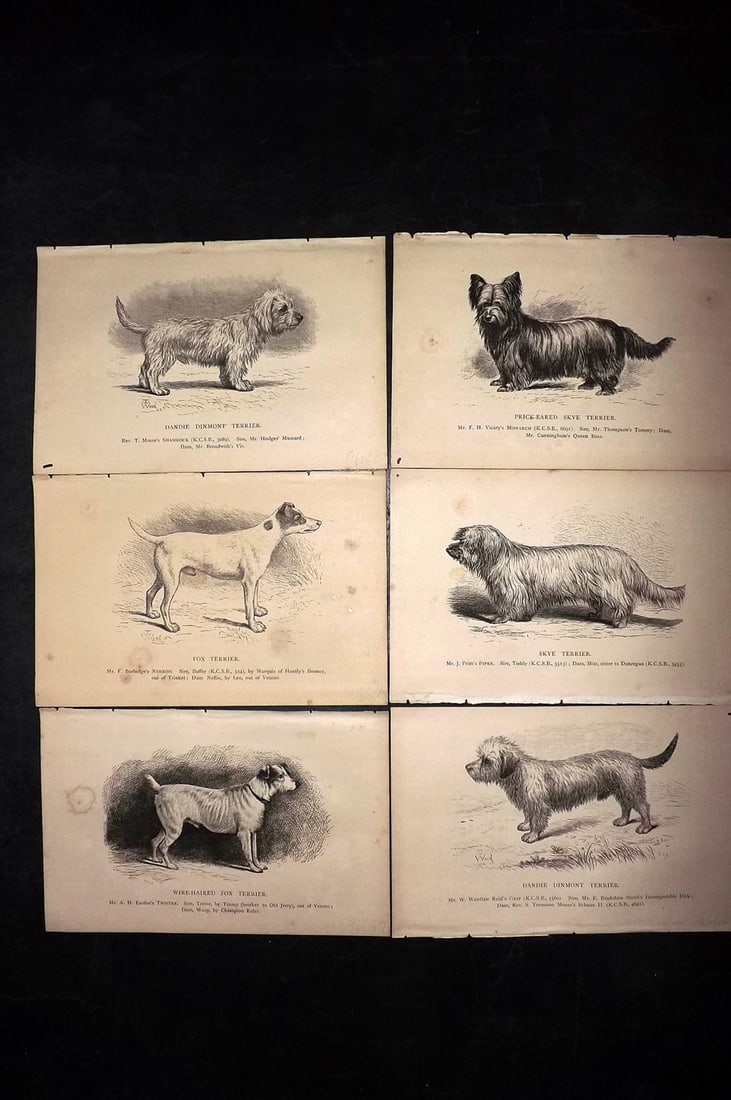 Dalziel, Hugh 1880's Lot of 6 Antique Dog Prints: Wood Engravings (Reverse side blank) Published 1880's, London for "British Dogs..." by Hugh Dalziel. Reverse side blank. Paper Size: 8 x 5 inch (21 x 13cm) Minor margin toning in parts, otherwise fine