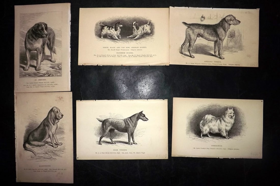 Dalziel, Hugh 1880's Lot of 6 Antique Dog Prints: Wood Engravings (Reverse side blank) Published 1880's, London for "British Dogs..." by Hugh Dalziel. Reverse side blank. Paper Size: 8 x 5 inch (21 x 13cm) Minor margin toning in parts, otherwise fine