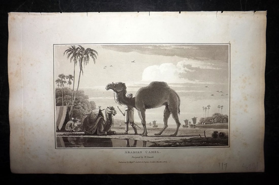 Daniell, William 1807 Antique Print. Arabian Camel: Aquatint Published 1807, London for "Zoography; or, The Beauties of Nature Displayed" by William Wood. Illustrated by William Daniell. Paper Size: 10.5 x 6.5 inch (27 x 16.5cm) Very minor margin tonin