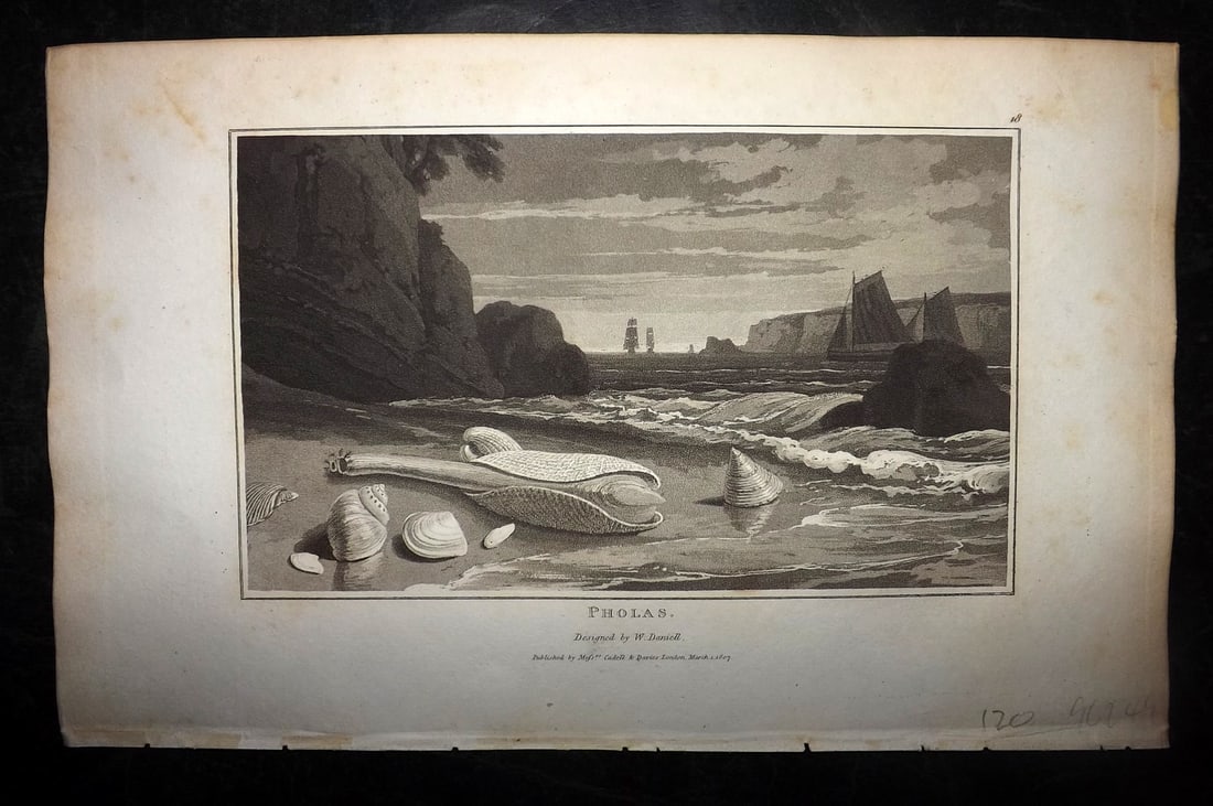Daniell, William 1807 Antique Print. Pholas Shells: Aquatint Published 1807, London for "Zoography; or, The Beauties of Nature Displayed" by William Wood. Illustrated by William Daniell. Paper Size: 10.5 x 6.5 inch (27 x 16.5cm) Very minor margin tonin