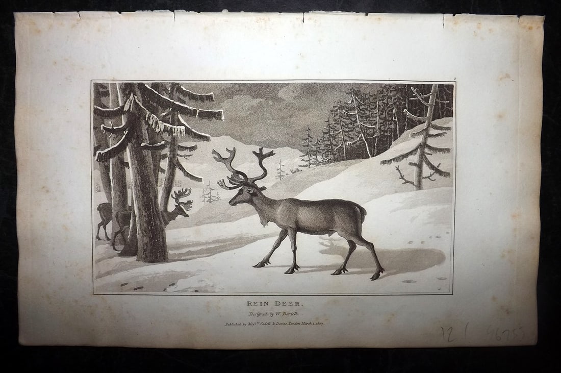 Daniell, William 1807 Antique Print. Reindeer: Aquatint Published 1807, London for "Zoography; or, The Beauties of Nature Displayed" by William Wood. Illustrated by William Daniell. Paper Size: 10.5 x 6.5 inch (27 x 16.5cm) Very minor margin tonin