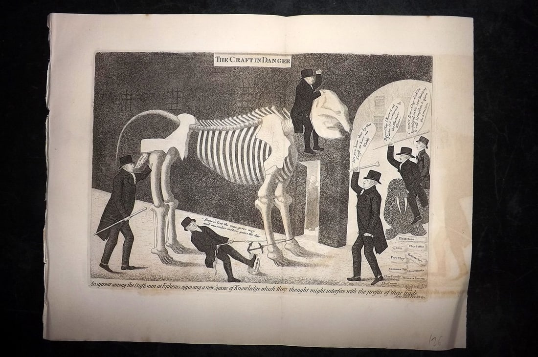 Kay, John 1877 Folio Print. Elephant Skeleton at Edinburgh. Anatomy (1 of 2)