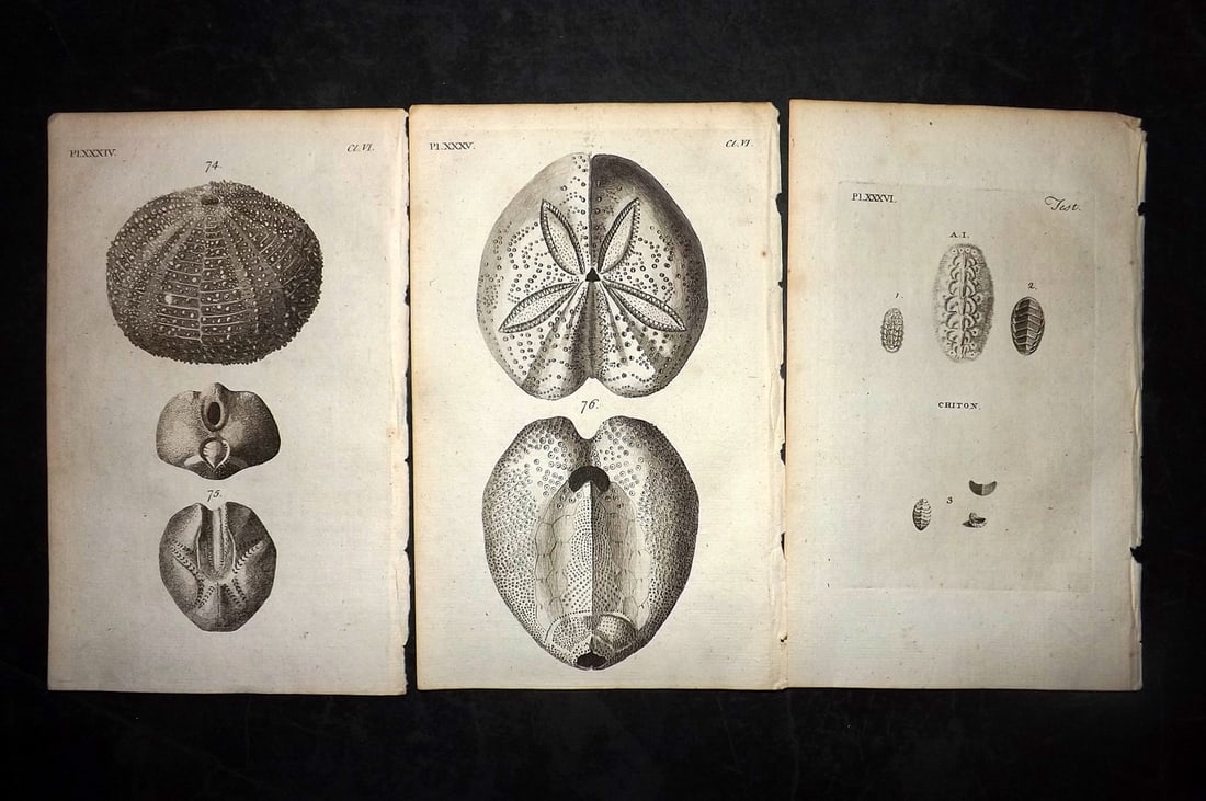 Pennant, Thomas 1776 Lot of 3 Antique Sea Urchin Prints: Copper Plates Published 1776-77, London for "British Zoology" by Thomas Pennant. Paper Size: 8 x 5 inch (21 x 13cm) Good Condition