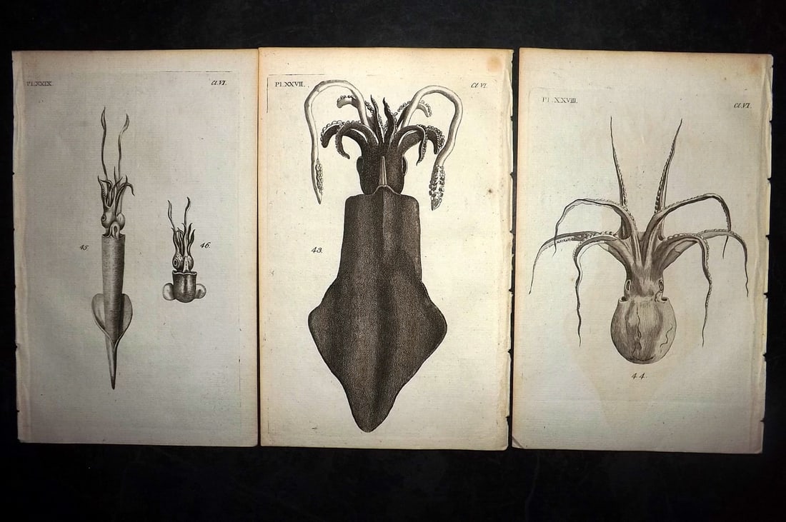 Pennant, Thomas 1776 Lot of 3 Antique Squid Prints: Copper Plates Published 1776-77, London for "British Zoology" by Thomas Pennant. Paper Size: 8 x 5 inch (21 x 13cm) Good Condition