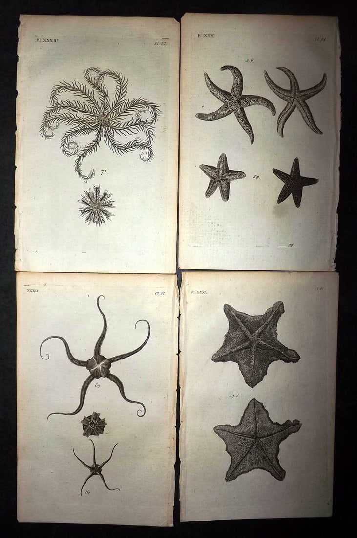 Pennant, Thomas 1776 Lot of 4 Antique Starfish Prints: Copper Plates Published 1776-77, London for "British Zoology" by Thomas Pennant. Paper Size: 8 x 5 inch (21 x 13cm) Good Condition