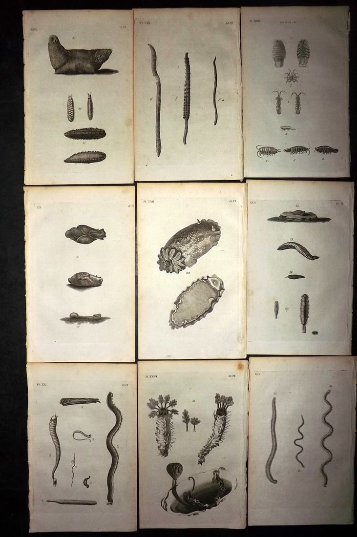 Pennant, Thomas 1776 Lot of 9 Antique Sea Worm Prints: Copper Plates Published 1776-77, London for "British Zoology" by Thomas Pennant. Paper Size: 8 x 5 inch (21 x 13cm) Good Condition