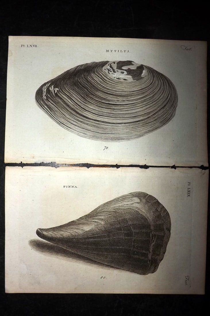 Pennant, Thomas 1776 Pair of Antique Shell Prints: Copper Plates Published 1776-77, London for "British Zoology" by Thomas Pennant. Paper Size: 8 x 5 inch (21 x 13cm) Good Condition