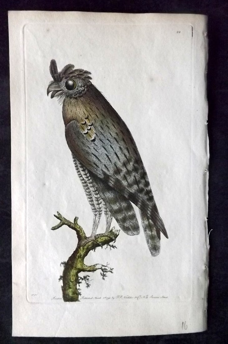 Shaw & Nodder 1789 Hand Col Bird Print. Least Horned Owl 22 (1 of 1)