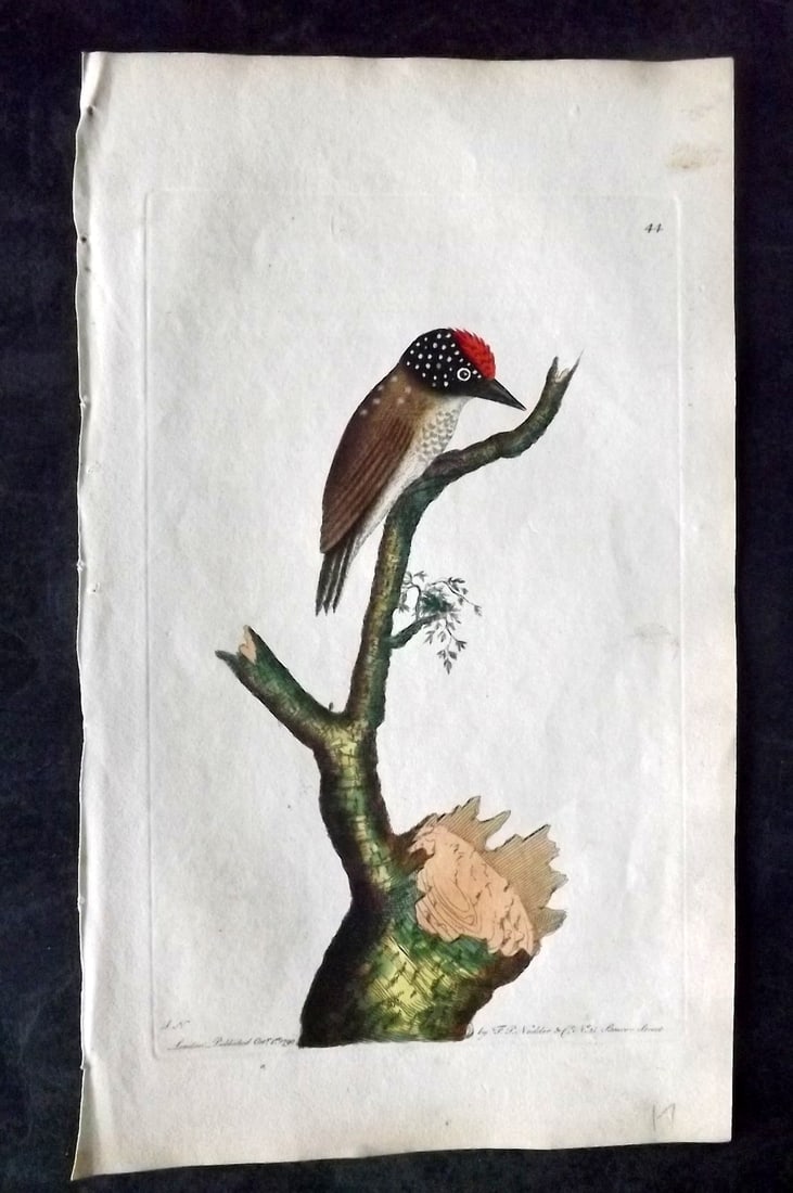 Shaw & Nodder 1789 Hand Col Bird Print. Least Woodpecker 44: Hand Colored Copper Plate Published 1789-1813, London for "The Naturalist's Miscellany: or Coloured Figures of Natural Objects" by George Shaw and Frederick Nodder. With accompanying descriptive text.