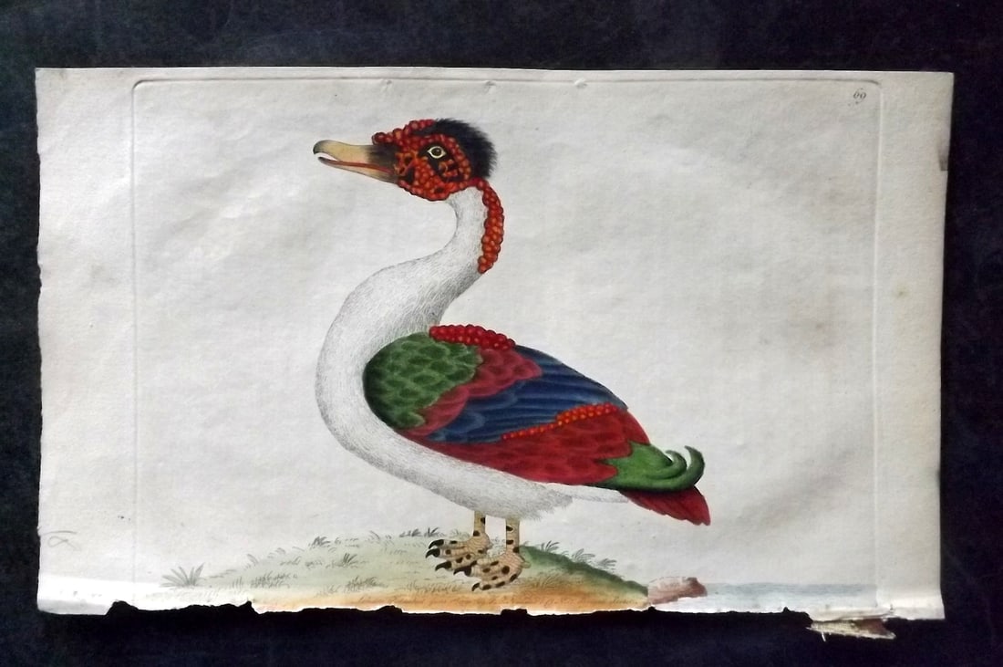 Shaw & Nodder 1789 Hand Col Bird Print. Merian Duck 69: Hand Colored Copper Plate Published 1789-1813, London for "The Naturalist's Miscellany: or Coloured Figures of Natural Objects" by George Shaw and Frederick Nodder. With accompanying descriptive text.