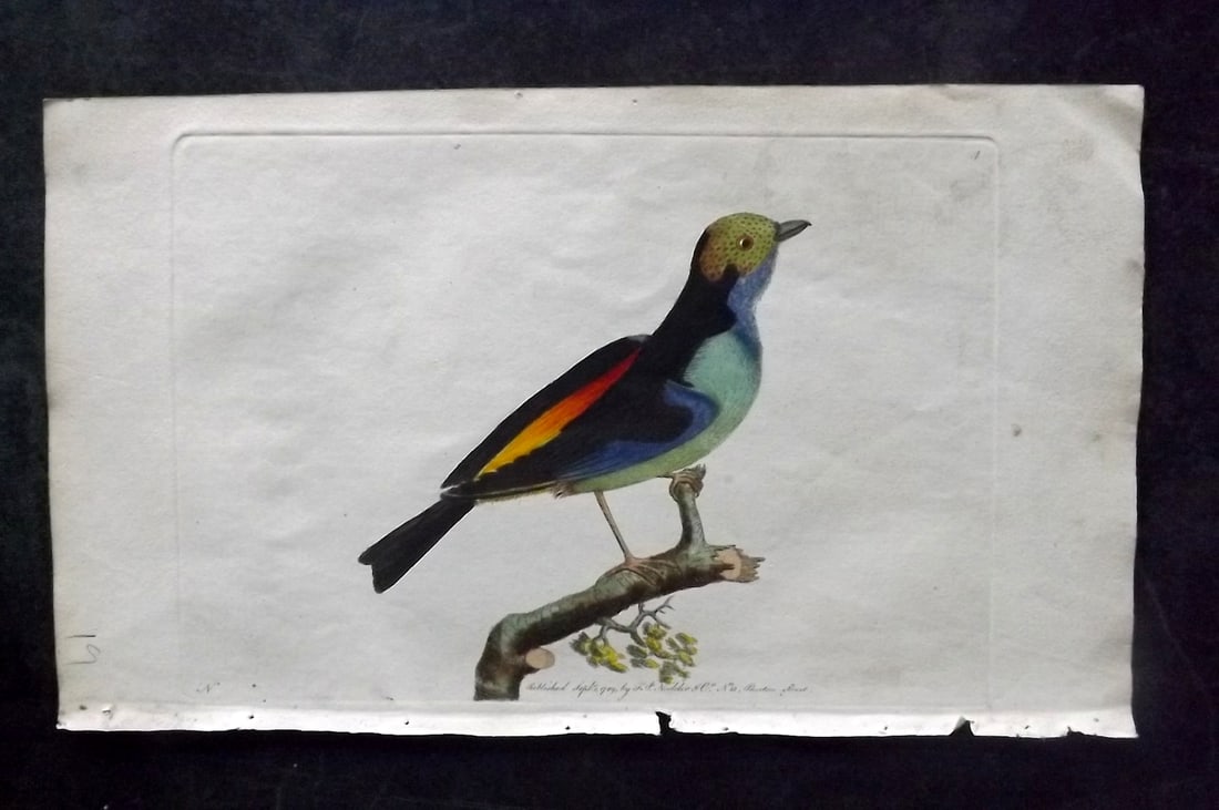 Shaw & Nodder 1789 Hand Col Bird Print. Paradise Tanagra 04: Hand Colored Copper Plate Published 1789-1813, London for "The Naturalist's Miscellany: or Coloured Figures of Natural Objects" by George Shaw and Frederick Nodder. With accompanying descriptive text.