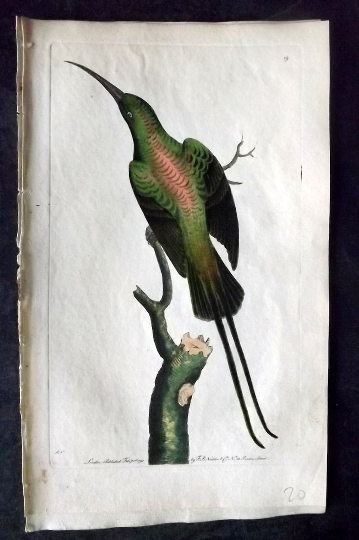 Shaw & Nodder 1789 Hand Col Bird Print. Shining Creeper 19: Hand Colored Copper Plate Published 1789-1813, London for "The Naturalist's Miscellany: or Coloured Figures of Natural Objects" by George Shaw and Frederick Nodder. With accompanying descriptive text.