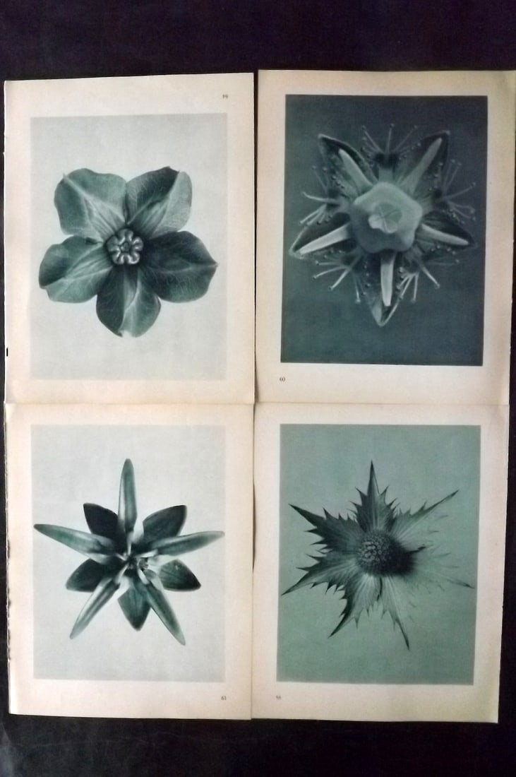 Blossfeldt, Karl 1935 Lot of 4 Botanical Prints: Photogravures Published 1935, Berlin for "Urformen der Kunst" by Karl Blossfeldt. Printed both sides, with no show through. Paper Size: 12 x 9.5 inch (31 x 24cm) Good Condition