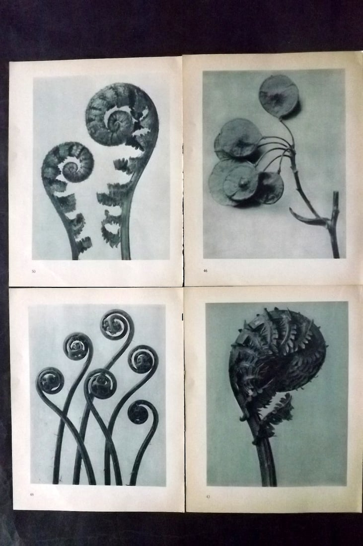 Blossfeldt, Karl 1935 Lot of 4 Botanical Prints (1 of 2)