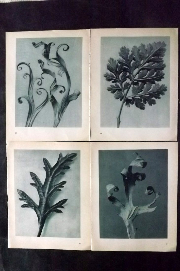 Blossfeldt, Karl 1935 Lot of 4 Botanical Prints (1 of 2)