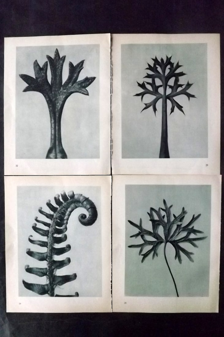Blossfeldt, Karl 1935 Lot of 4 Botanical Prints (1 of 2)