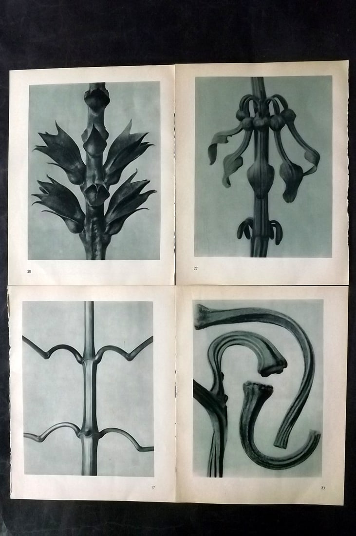 Blossfeldt, Karl 1935 Lot of 4 Botanical Prints: Photogravures Published 1935, Berlin for "Urformen der Kunst" by Karl Blossfeldt. Printed both sides, with no show through. Paper Size: 12 x 9.5 inch (31 x 24cm) Good Condition