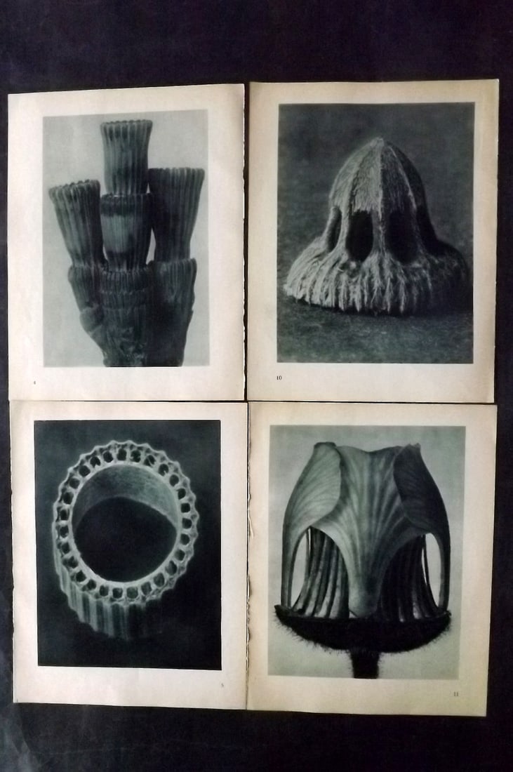 Blossfeldt, Karl 1935 Lot of 4 Botanical Prints: Photogravures Published 1935, Berlin for "Urformen der Kunst" by Karl Blossfeldt. Printed both sides, with no show through. Paper Size: 12 x 9.5 inch (31 x 24cm) Good Condition
