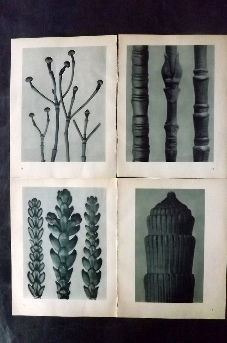 Blossfeldt, Karl 1935 Lot of 4 Botanical Prints: Photogravures Published 1935, Berlin for "Urformen der Kunst" by Karl Blossfeldt. Printed both sides, with no show through. Paper Size: 12 x 9.5 inch (31 x 24cm) Good Condition