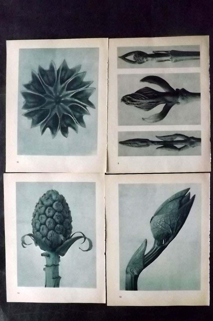 Blossfeldt, Karl 1935 Lot of 4 Botanical Prints: Photogravures Published 1935, Berlin for "Urformen der Kunst" by Karl Blossfeldt. Printed both sides, with no show through. Paper Size: 12 x 9.5 inch (31 x 24cm) Good Condition