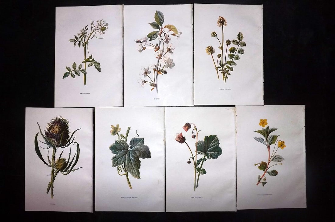 Hulme, Edward C1900 Lot of 7 Botanical Prints. Wild Flowers (1 of 2)
