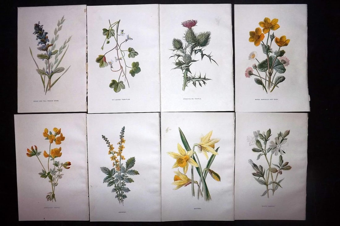 Hulme, Edward C1900 Lot of 8 Botanical Prints. Wild Flowers: Offset Lithographs Published C1900, London for "Familiar Wild Flowers" by F. Edward Hulme & Shirley Hibberd. Paper Size: 7.5 x 5 inch (19 x 13cm) Good Condition