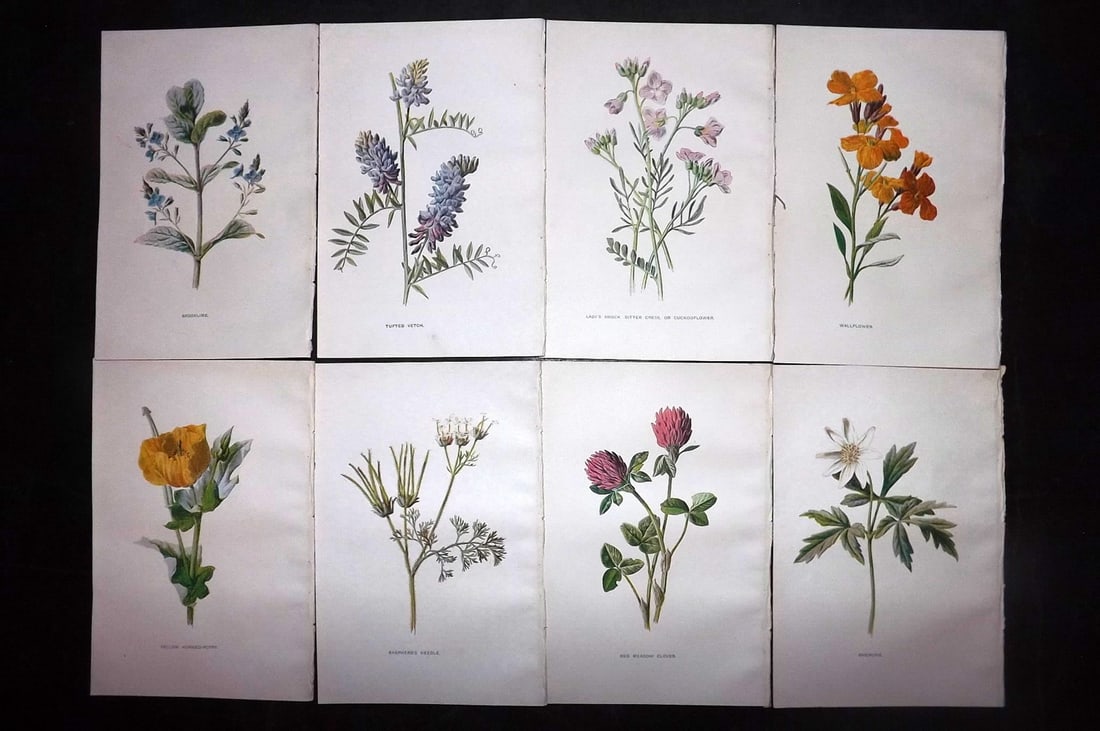 Hulme, Edward C1900 Lot of 8 Botanical Prints. Wild Flowers: Offset Lithographs Published C1900, London for "Familiar Wild Flowers" by F. Edward Hulme & Shirley Hibberd. Paper Size: 7.5 x 5 inch (19 x 13cm) Good Condition