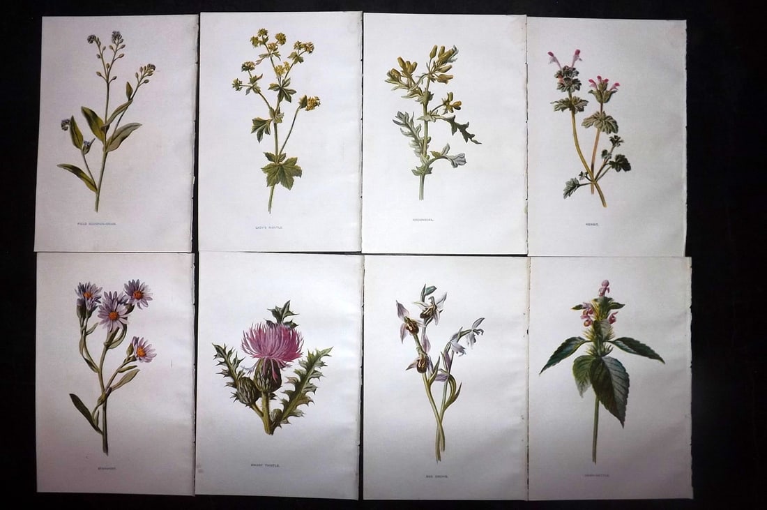 Hulme, Edward C1900 Lot of 8 Botanical Prints. Wild Flowers: Offset Lithographs Published C1900, London for "Familiar Wild Flowers" by F. Edward Hulme & Shirley Hibberd. Paper Size: 7.5 x 5 inch (19 x 13cm) Good Condition