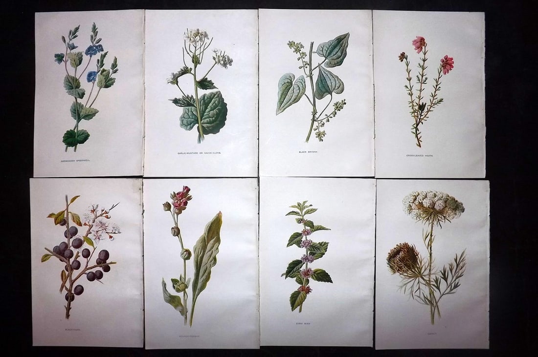 Hulme, Edward C1900 Lot of 8 Botanical Prints. Wild Flowers: Offset Lithographs Published C1900, London for "Familiar Wild Flowers" by F. Edward Hulme & Shirley Hibberd. Paper Size: 7.5 x 5 inch (19 x 13cm) Good Condition