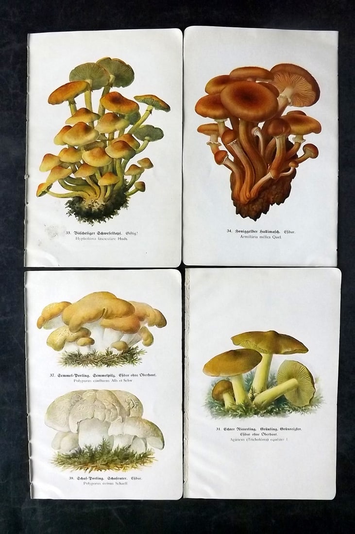 Michael, Edmund 1918 Lot of 4 Antique Mushroom Prints (8 Images) (1 of 2)