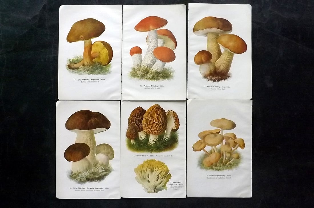 Michael, Edmund 1918 Lot of 6 Antique Mushroom Prints (12 Images): 12 images printed both sides of 6 Sheets. Offset Lithograph Published 1918, Zwickau, Germany for "Fuhrer fur Pilzfreunde" by Edmund Michael. Paper Size: 8 x 5 inch (20 x 13cm) Good Condition