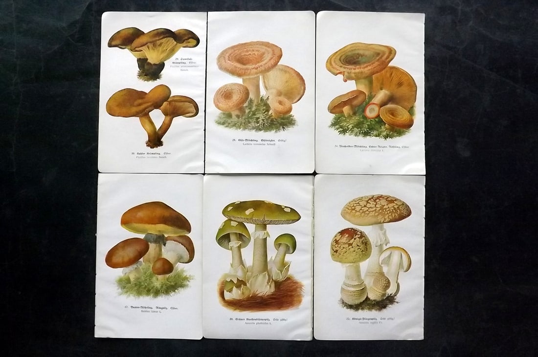Michael, Edmund 1918 Lot of 6 Antique Mushroom Prints (12 Images): 12 images printed both sides of 6 Sheets. Offset Lithograph Published 1918, Zwickau, Germany for "Fuhrer fur Pilzfreunde" by Edmund Michael. Paper Size: 8 x 5 inch (20 x 13cm) Good Condition