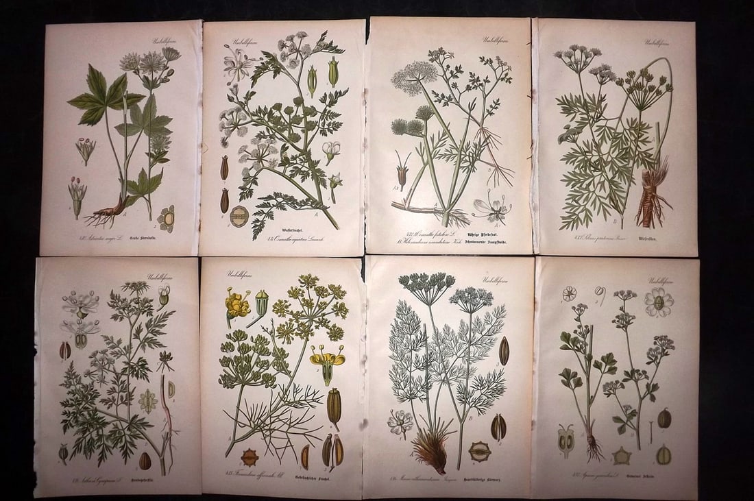Thome, Otto 1903 Lot of 8 Antique Botanical Prints: Chromolithograph Published 1903-05, Verlag, Germany for "Flora von Deutschland, Osterreich und der Schweiz" by Otto Wilhelm Thome et al. Paper Size: 8.5 x 6 inch (22 x 15cm) Good Condition