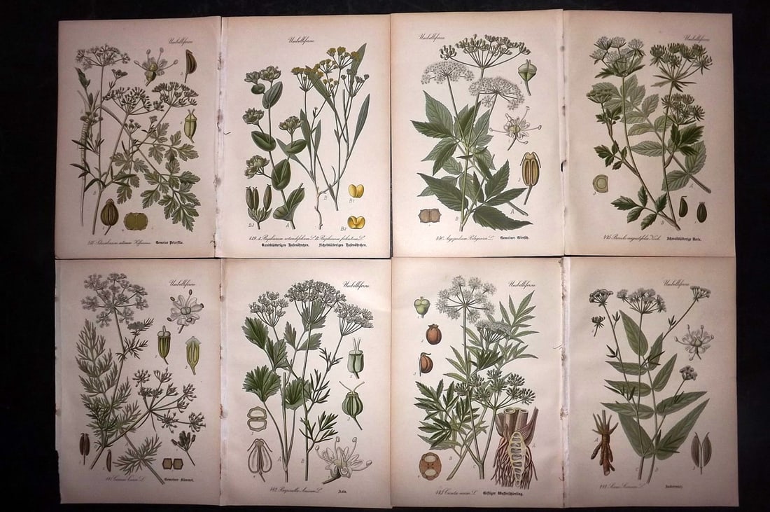 Thome, Otto 1903 Lot of 8 Antique Botanical Prints: Chromolithograph Published 1903-05, Verlag, Germany for "Flora von Deutschland, Osterreich und der Schweiz" by Otto Wilhelm Thome et al. Paper Size: 8.5 x 6 inch (22 x 15cm) Good Condition