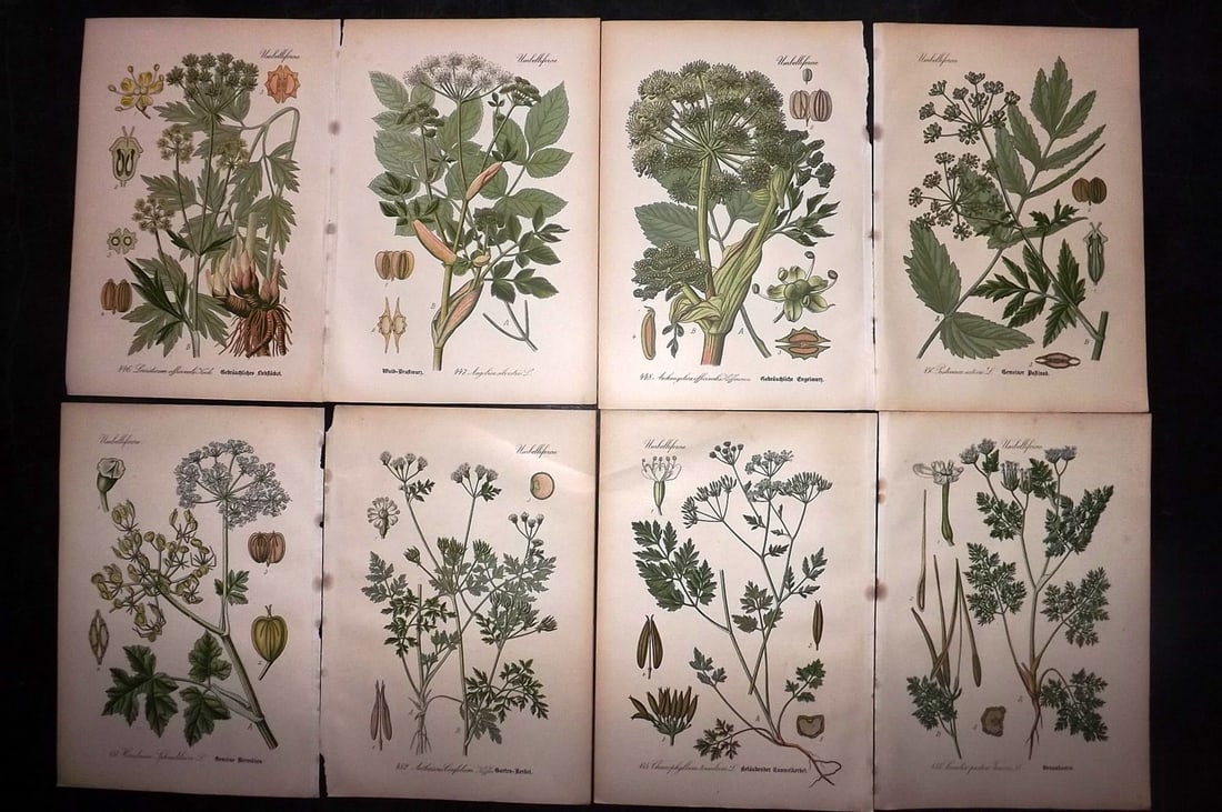Thome, Otto 1903 Lot of 8 Antique Botanical Prints: Chromolithograph Published 1903-05, Verlag, Germany for "Flora von Deutschland, Osterreich und der Schweiz" by Otto Wilhelm Thome et al. Paper Size: 8.5 x 6 inch (22 x 15cm) Good Condition