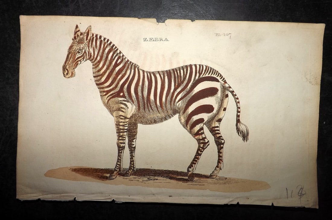 Brightly (Pub) 1811 Hand Col Print. Zebra: Hand Colored Copper Plate Published 1811 by Brightly & Co, Bungay for "The Natural History of Quadrupeds and Cetaceous Animals" By Various Authors - Many images taken from George Shaw's "General Zoolo