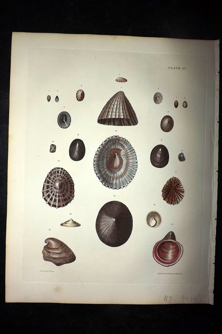 Brown, Captain 1827 Folio Hand Col Shell Print 37 (1 of 2)